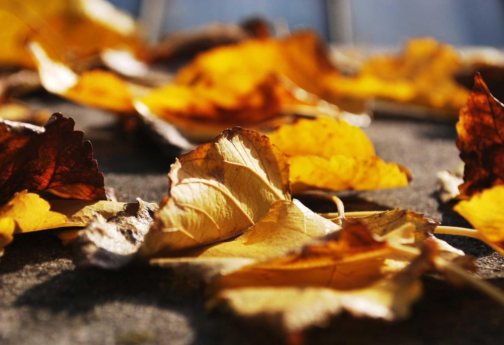 技术支持制作者是否有机会成为黑客？