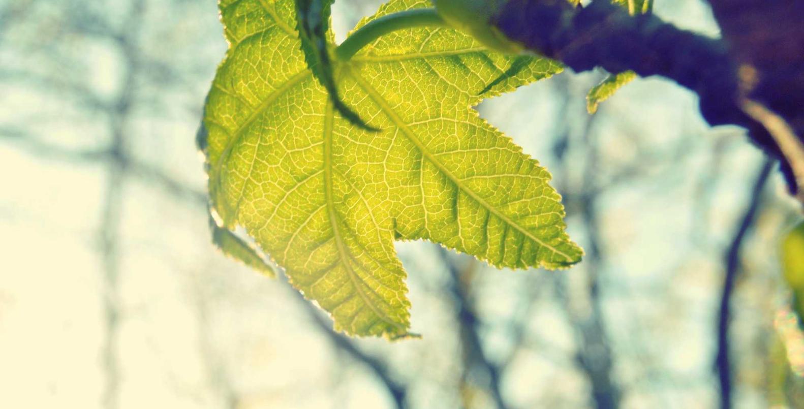 CC在线压力测试|菜鸡怎么搞谷歌账号注册